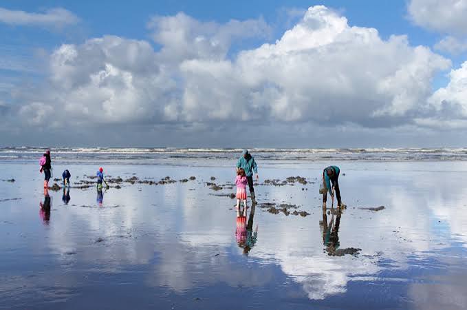 Kalaloch beach razor clam dig