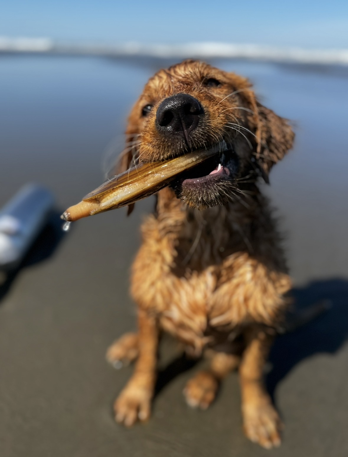 Ready to Go Razor Clamming?